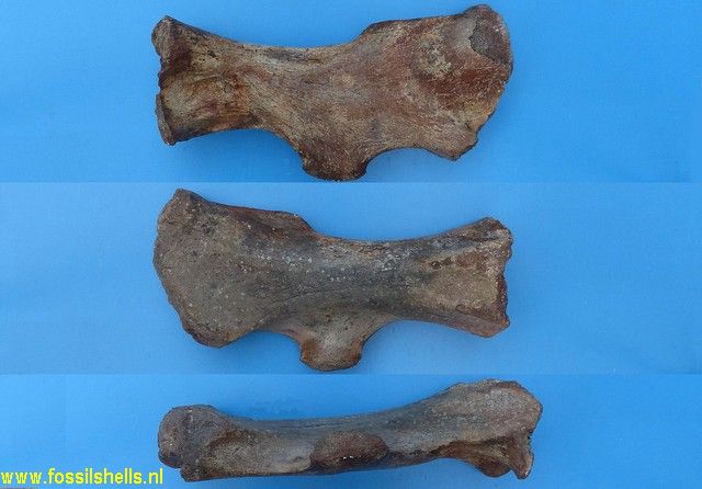 Coelodonta antiquitatis