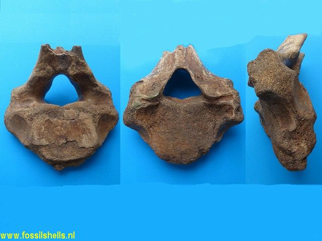 Unidentified Mammalia