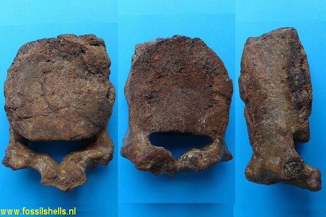 Unidentified Mammalia