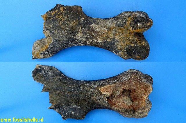 Coelodonta antiquitatis