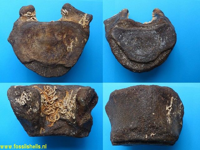 Unidentified Cetartiodactyla