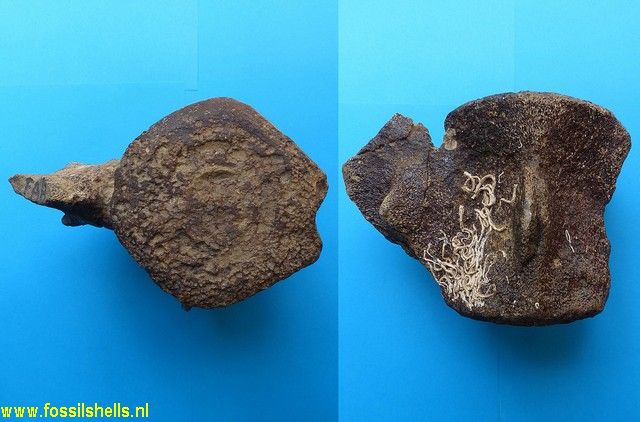 Unidentified Cetartiodactyla