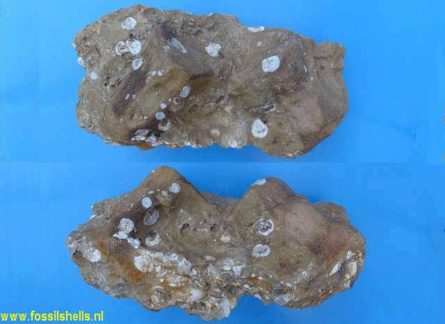 Unidentified Cetartiodactyla