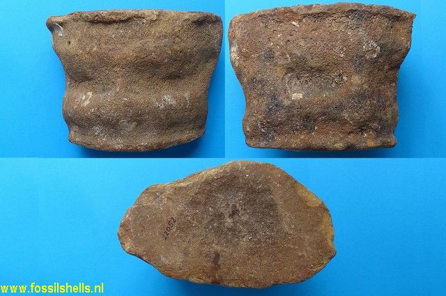 Unidentified Mammalia