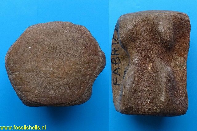 Unidentified Cetartiodactyla