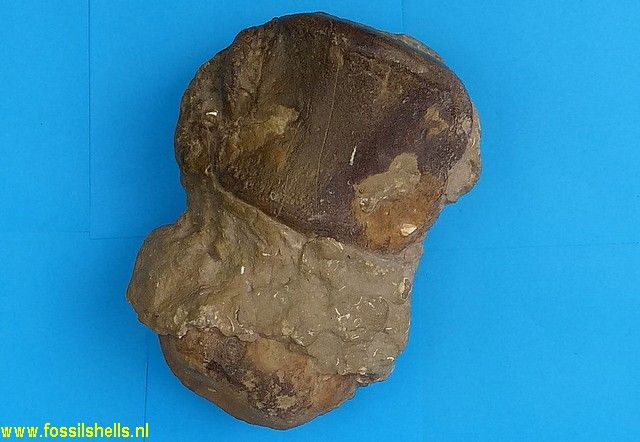 Unidentified Cetartiodactyla