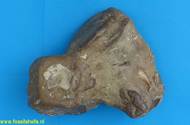 Unidentified Cetartiodactyla