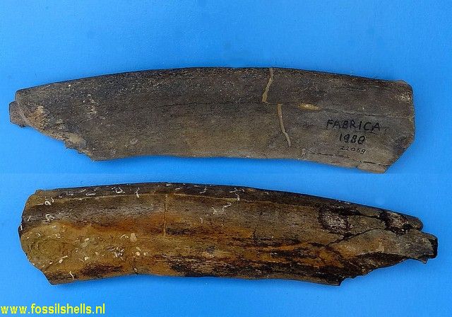 Unidentified Cetartiodactyla