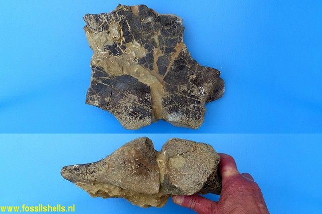 Unidentified Cetartiodactyla