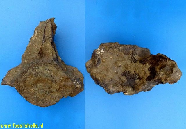 Unidentified Cetartiodactyla