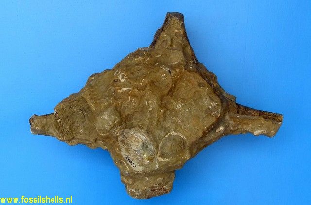 Unidentified Cetartiodactyla