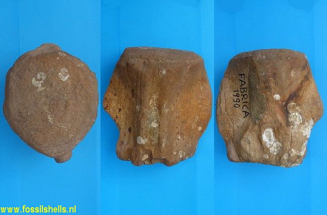 Unidentified Cetartiodactyla