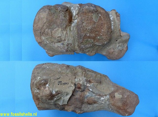 Unidentified Cetartiodactyla