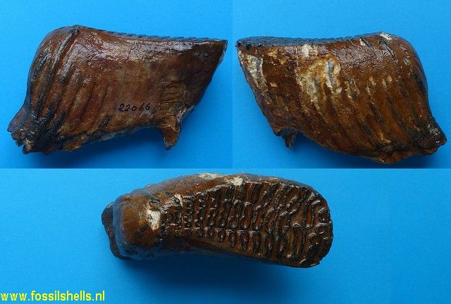 Mammuthus primigenius