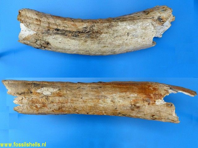 Mammuthus primigenius