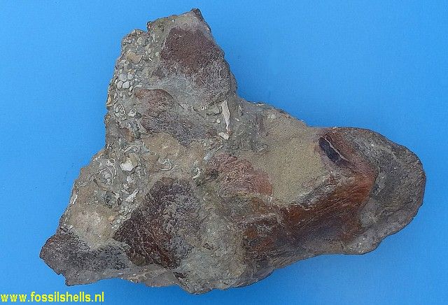 Unidentified Cetartiodactyla