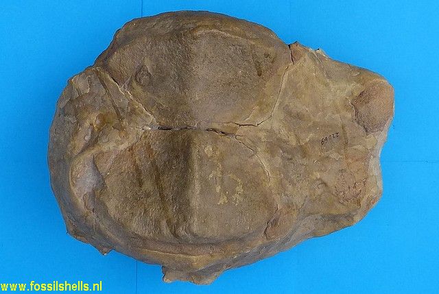 Unidentified Cetartiodactyla