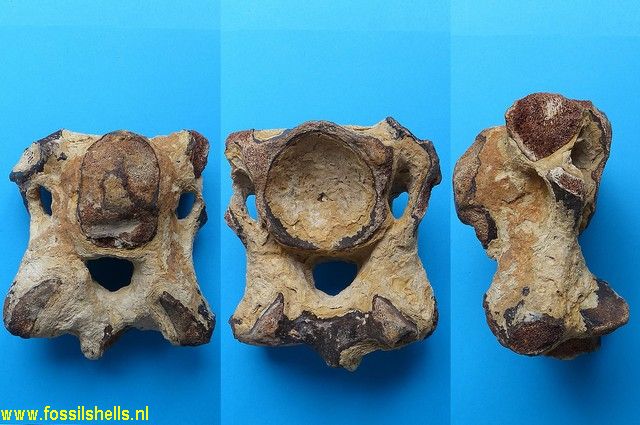 Unidentified Mammalia