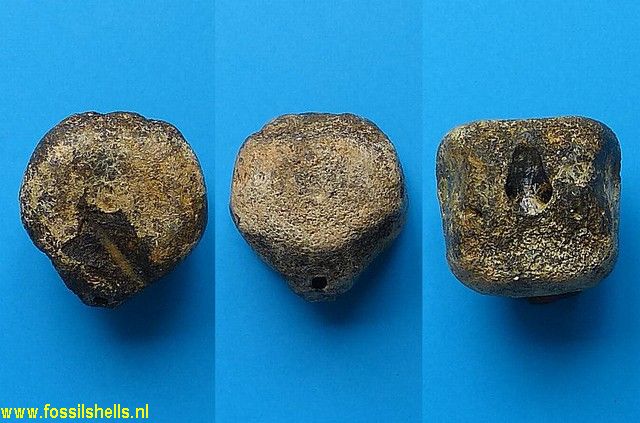 Unidentified Cetartiodactyla