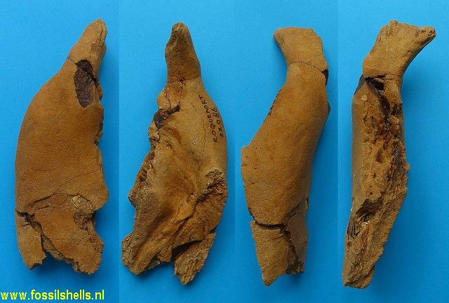 Unidentified Mammalia??