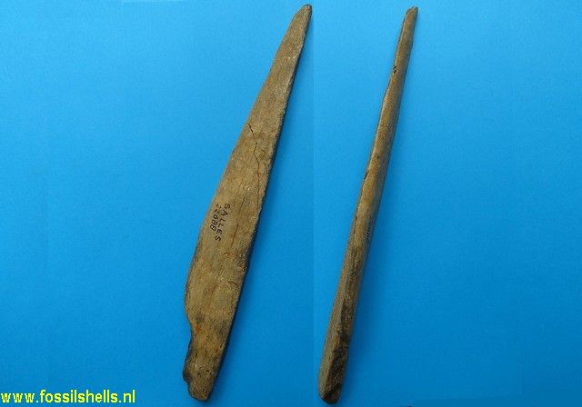 Unidentified Mammalia