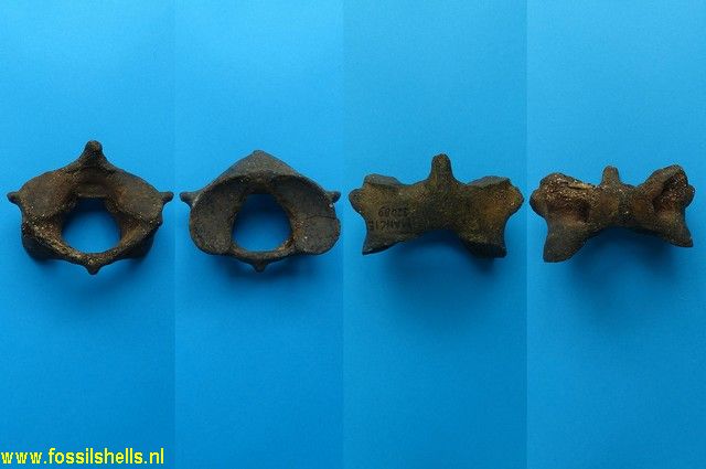 Unidentified Mammalia