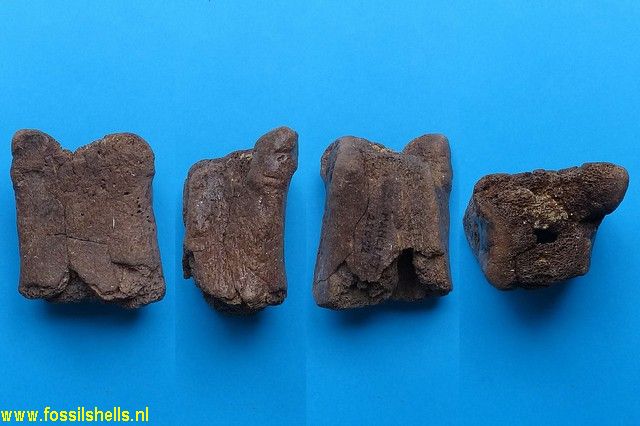 Unidentified Mammalia