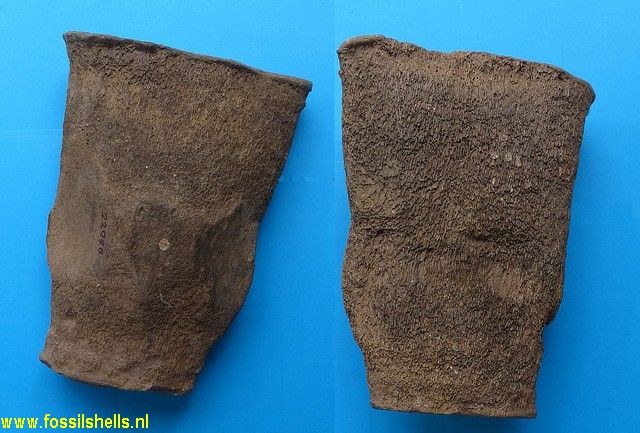 Unidentified Cetartiodactyla