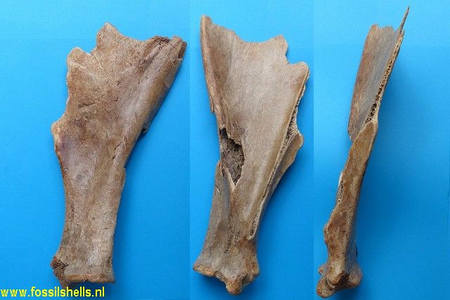 Unidentified Mammalia