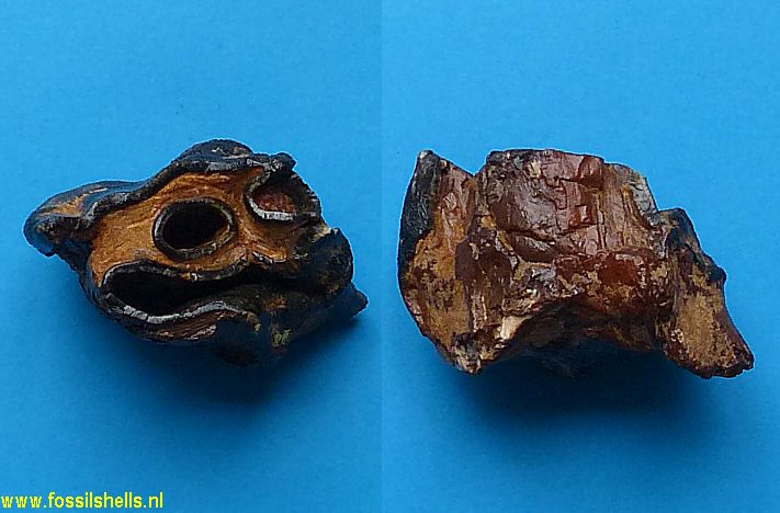 Coelodonta antiquitatis