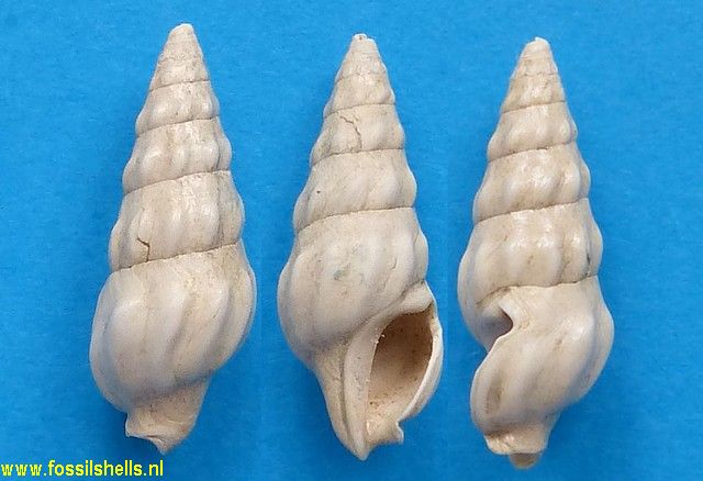 Cymatosyrinx limatula