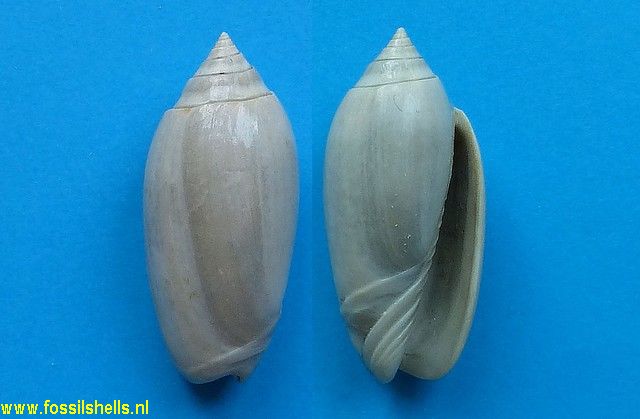 Oliva jenneferae