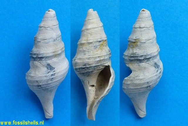 Mariaturricula biscatenaria