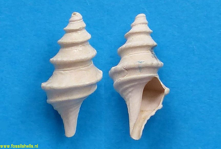 Chesasyrinx rotifera