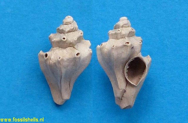 Laevityphis acuticostata