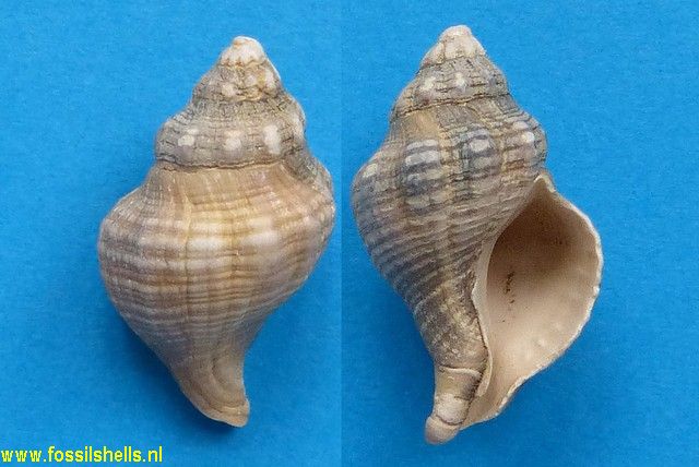 Urosaplpinx subrusticus