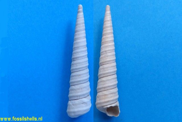 International Fossil Shell Museum - Foundation for the study of shells ...