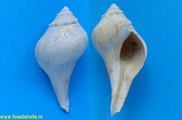 Turrifulgur fusiforme