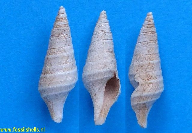 Hemipleurotoma communis