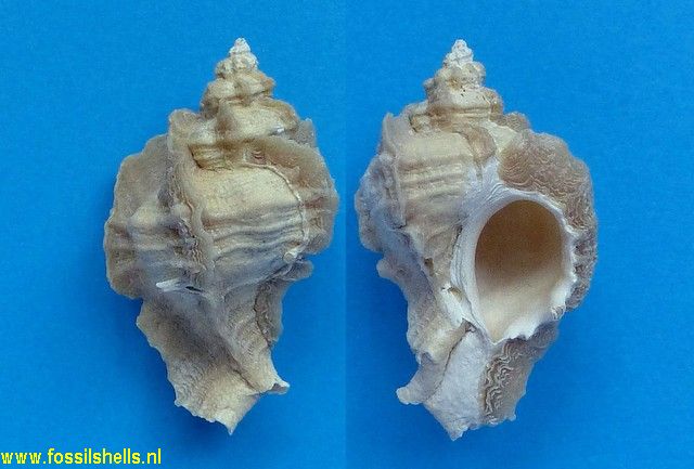 Pterorytis conradi