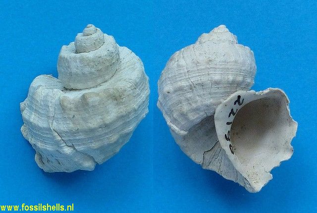 Ventrilia betsiae