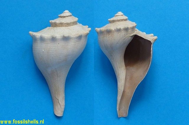 Busycotypus coronatus