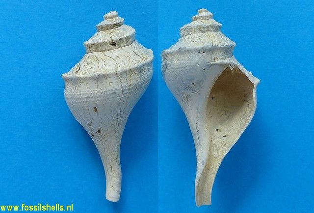 Busycon tuberculatus