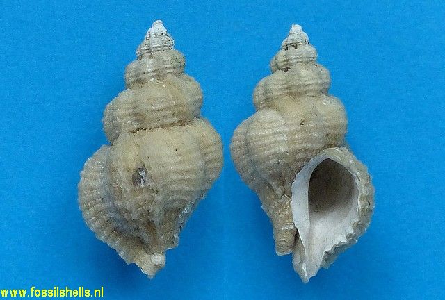 Vokesinotus species