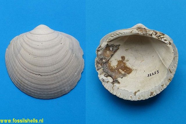 Glycymeris quinquerugata