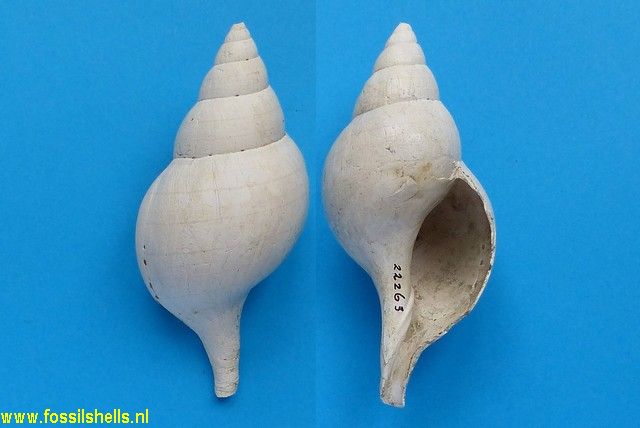 Fasciolaria beaufortensis
