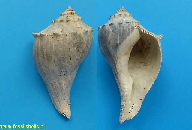 Busycon carica ssp.