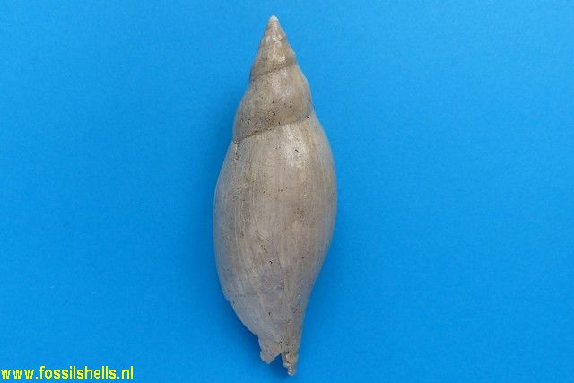 Volutifusus novum species (according to Edward Petuch)