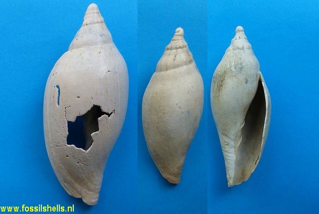 Volutifusus halscotti