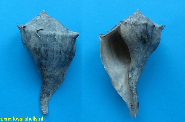 Sinistrofulgur grabaui